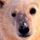 Facts about Polar Bears. 
