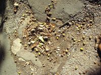 Acorns.
