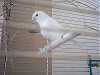 A canary. Naked!