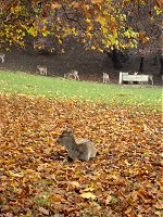 Another old dear/deer.