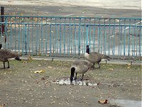 The ducks look depressed. 