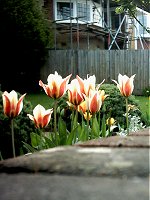 Flowers. 