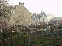 My back garden