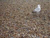 Gull.