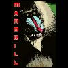 A mandrill.