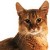 Cats have taken over from dogs as the nation's favourite pets. Because they require less maintenance, I suppose.