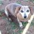 Dogs like this ought to be made saints.