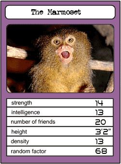 The Marmoset